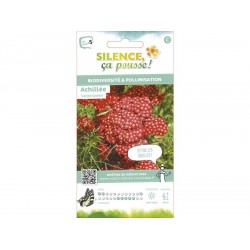Achillée Cerise Queen