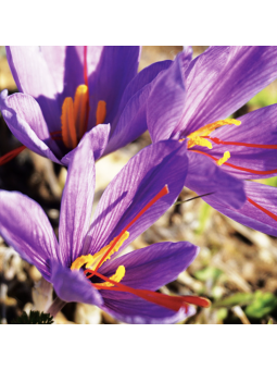 Crocus sativus (safran)