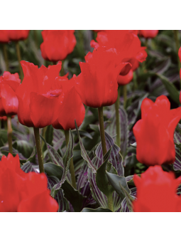 Tulipe greigii chaperon rouge