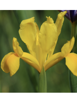 Iris hollandica golden beauty