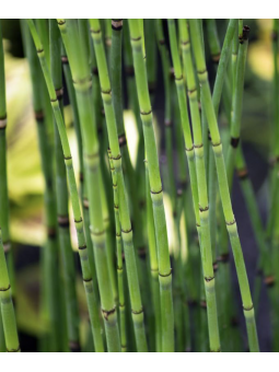 Equisetum hyemale