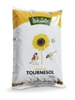 Tournesol strié