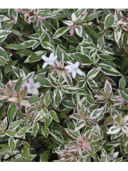 Abelia 'Confetti'