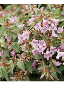 Abelia 'Edouard Goucher'