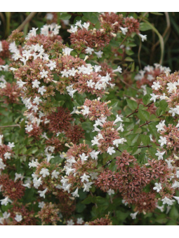 Abelia grandiflora
