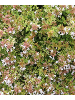 Abelia 'Kaleidoscope'