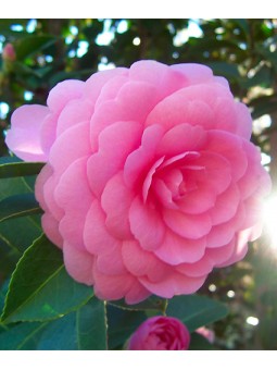 Camelia japonica