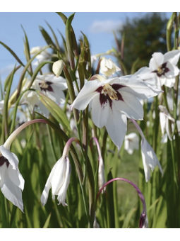Acidanthera bicolor