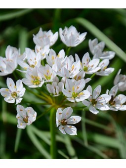 Allium Neapolitanum