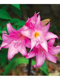 Amaryllis Belladonna