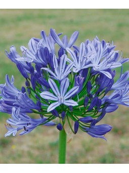 Agapanthe Bleue