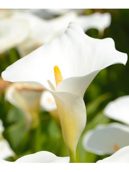 Arum Ethiopie