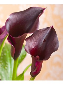 Arum Forêt Noire