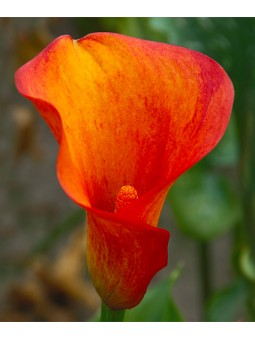 Arum Hotshot