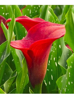 Arum Majestic Red