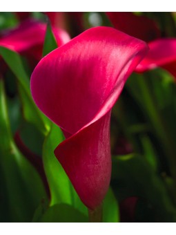 Arum Pink Persuasion