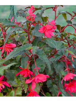 Begonia Cascade Rose