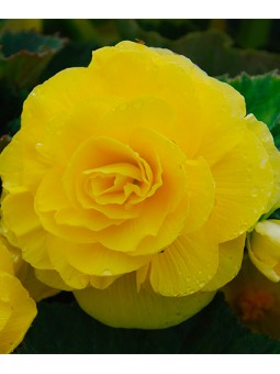 Begonia Double Jaune
