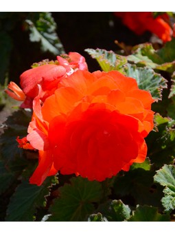 Begonia Double Orange