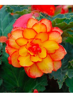 Begonia Double Picotée...