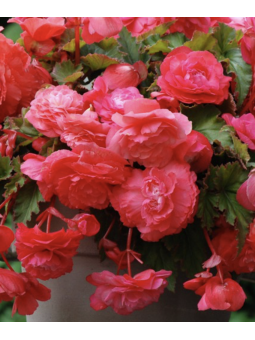 Begonia Odonata Pink Delight