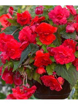 Begonia Odorata Red Glory