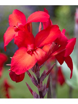 Canna Haut Feu Magique