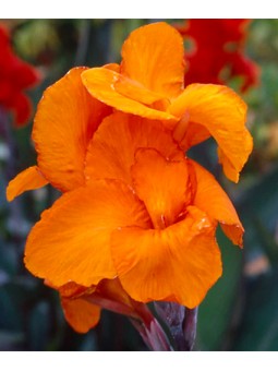 Canna Haut Liberté