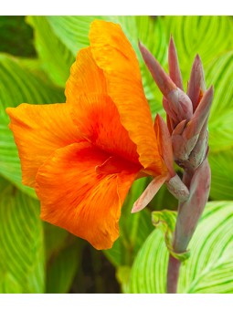 Canna Haut Panach