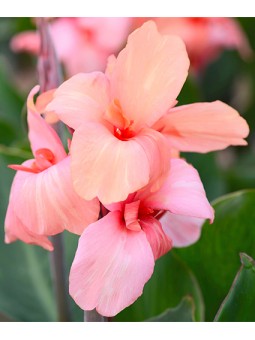 Canna Nain Gnom