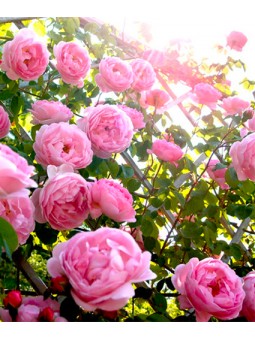 Rosa grandes Fleurs Varié