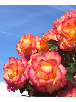 Rosa grimpant "Boheme"