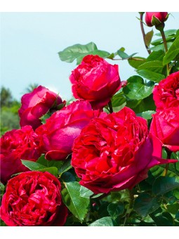 Rosa grimpant "Eric tabarly"