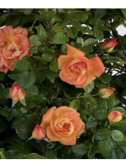 Rosa grimpant "Louis de Funès"