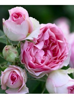 Rosa grimpant "Mini Pierre...