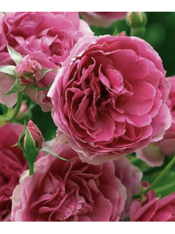 Rosa grimpant "Pink Cloud"...