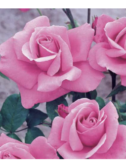 Rosa grimpant "Queen...
