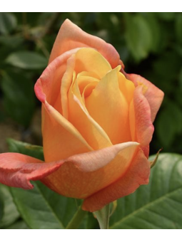 Rosa grimpant "Sutter's gold"