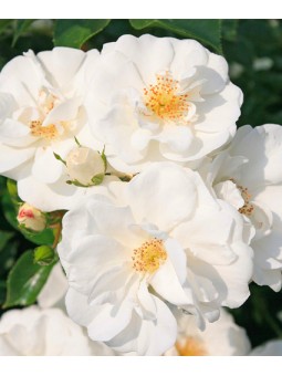 Rosa "Innocencia Korstar"...