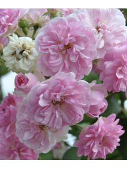 Rosa pleureur "Belle de...