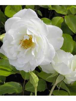 Rosa pleureur "Iceberg"