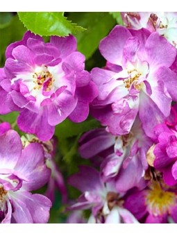 Rosa pleureur "Veilchenblau"