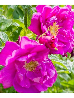 Rosa rugosa 'Exception'