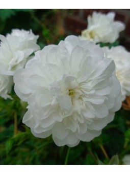 Rosa 'The Fairy'