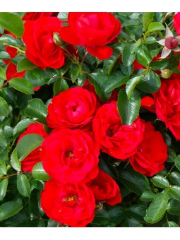 Rosa tige "Kadora"