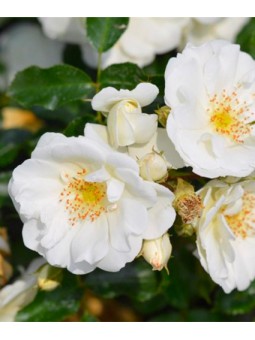 Rosa tige "Ophalia"