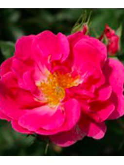 Rosa urban streetlight...