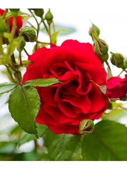 Rosa zepeti "Meibenbino"