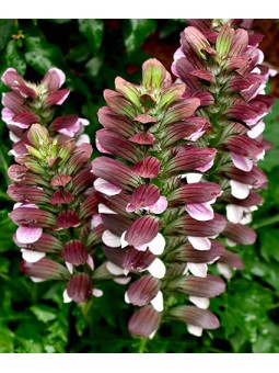 Acanthe "Mollis"