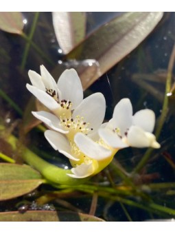 Aponogeton "Distachios"